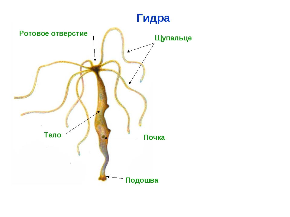 Кракен даркнет плейс