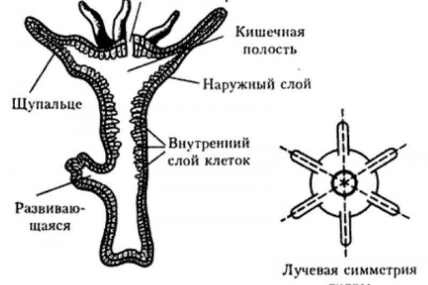 Как получить доступ к сайту мега